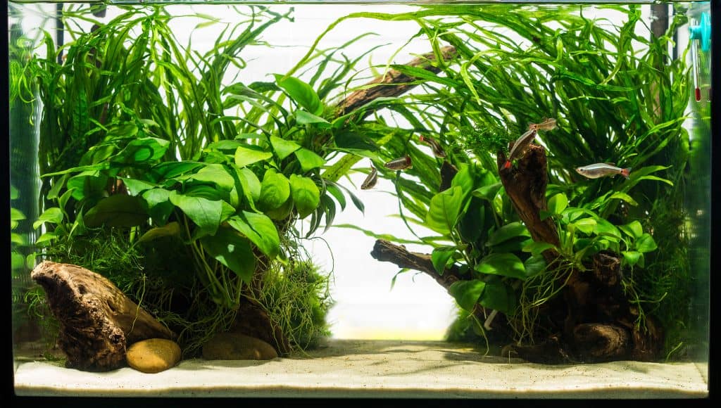 Kako održavati biljke u akvariju