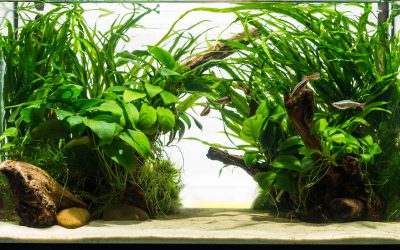 Kako održavati biljke u akvariju