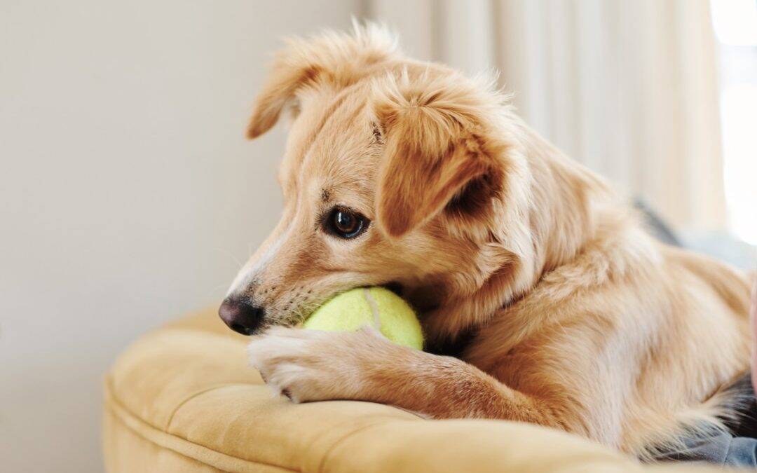 Kako pripremiti dom za dolazak novog ljubimca?