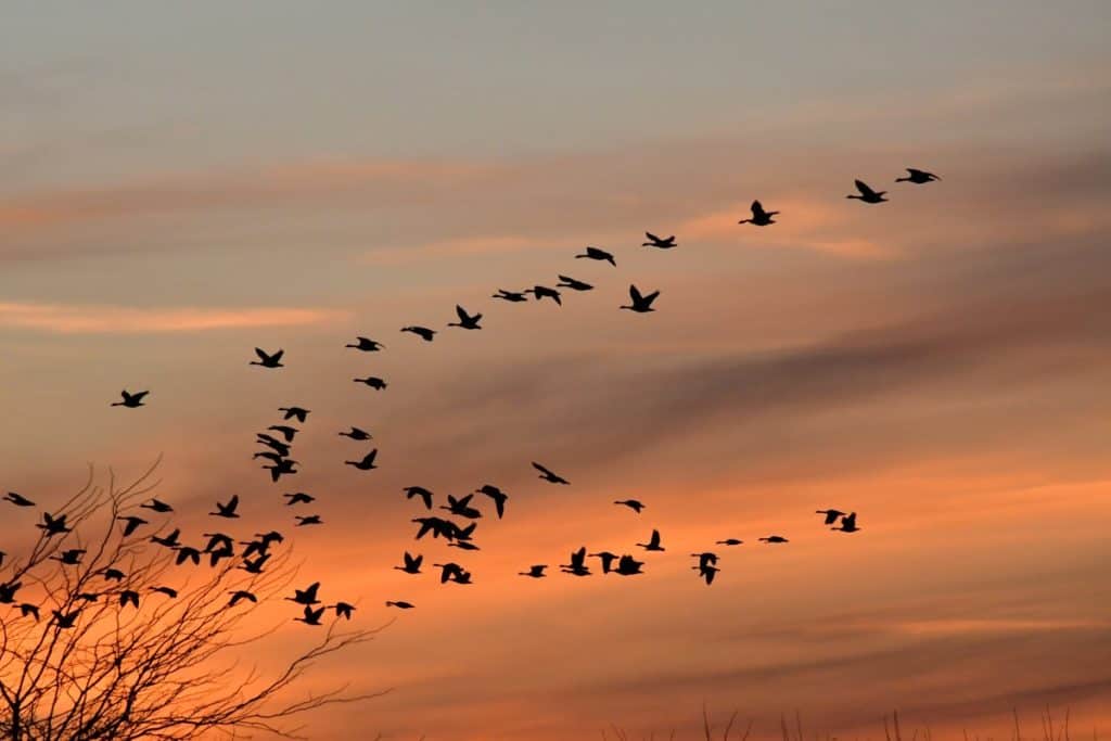 Zašto ptice mogu migrirati na tisuće kilometara