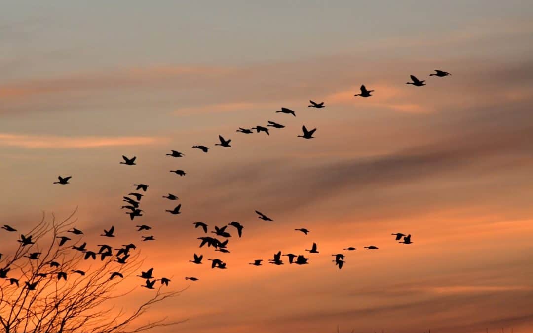 Zašto ptice mogu migrirati na tisuće kilometara