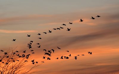 Zašto ptice mogu migrirati na tisuće kilometara